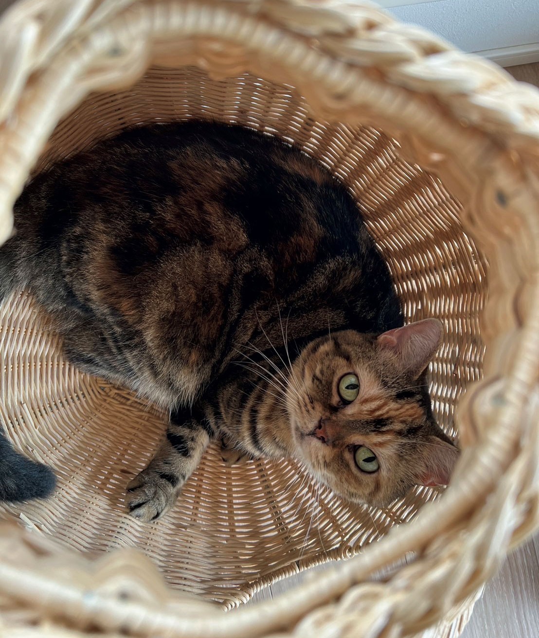 猫がいる暮らし。水川あさみとニコとコモ - Slide:4