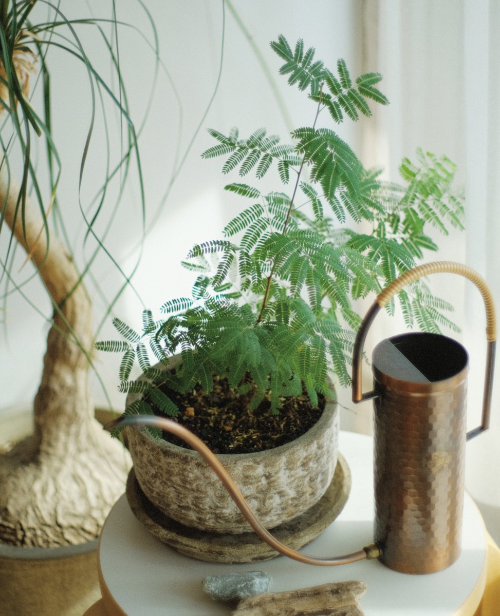 詩人、コピーライター若尾まことのボタニカルな日々を拝見 vol.5 - Slide:2