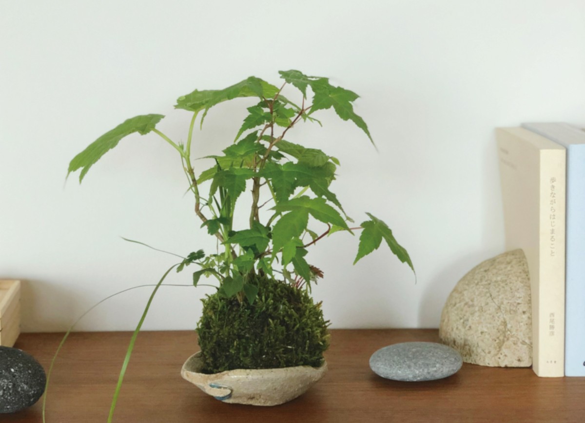 詩人、コピーライター若尾まことのボタニカルな日々を拝見 vol.5 - Slide:3