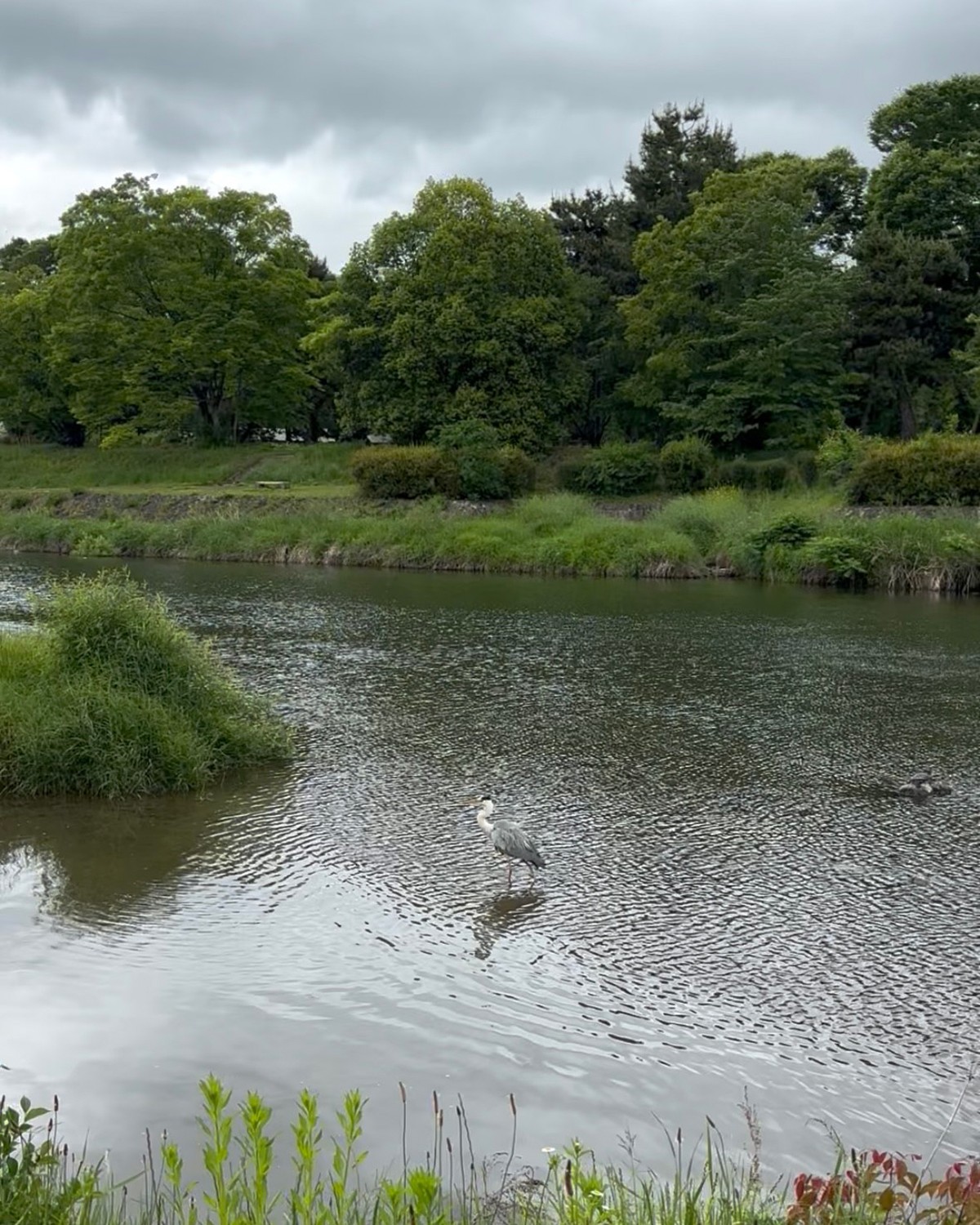 シャラ ラジマさんが鴨川上流で見つけたサギ