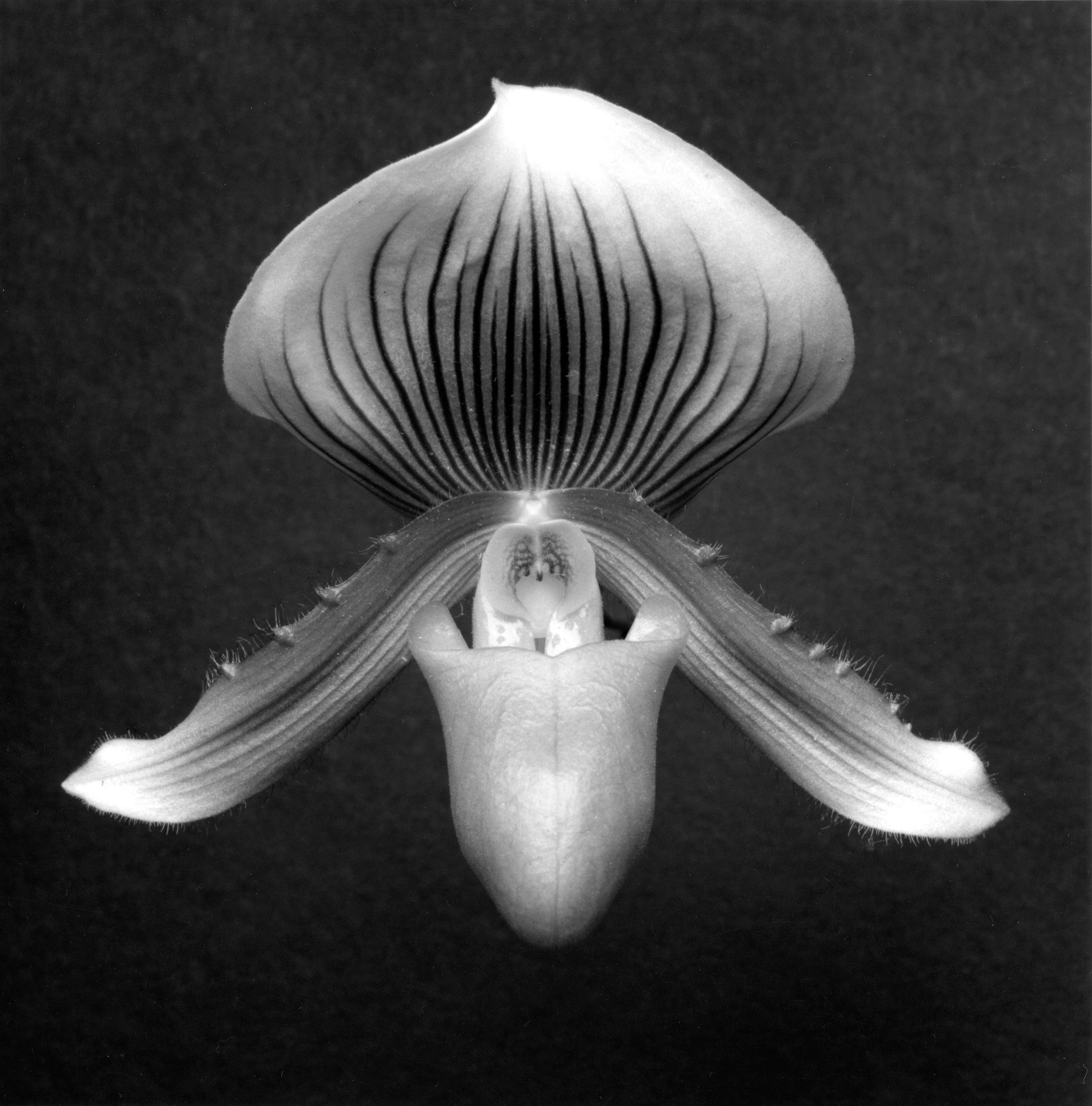 アンビバレントなエクスタシー。ロバート メイプルソープ写真展 『MEMENTO MORI』が3月14日よりシャネル・ネクサス・ホールにて開催