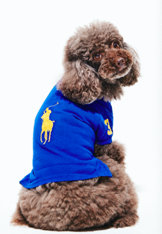 FROM EDITORS番外編 おしゃれわんこ、うめ吉ZAP!