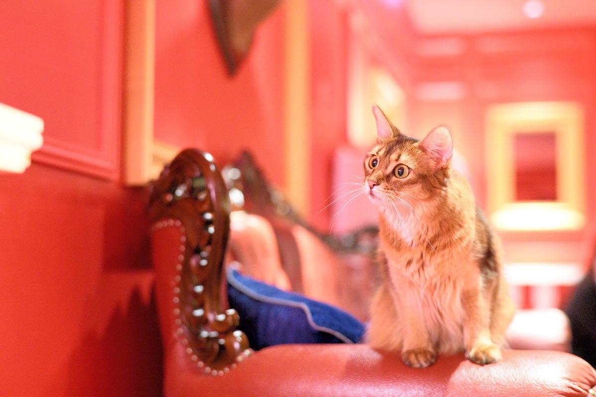 岡村靖幸さんを猫カフェ「モカ」で撮影！原宿駅から徒歩1分の癒やし空間。GINZA2019年7月号 - Slide:4
