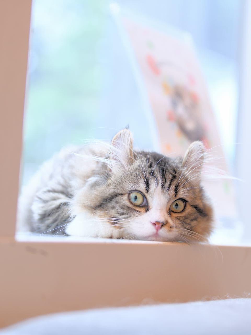 キンカローのひめまる