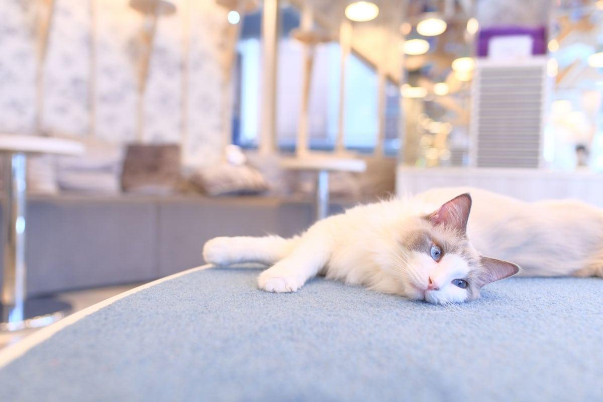 岡村靖幸さんを猫カフェ「モカ」で撮影！原宿駅から徒歩1分の癒やし空間。GINZA2019年7月号 - Slide:9