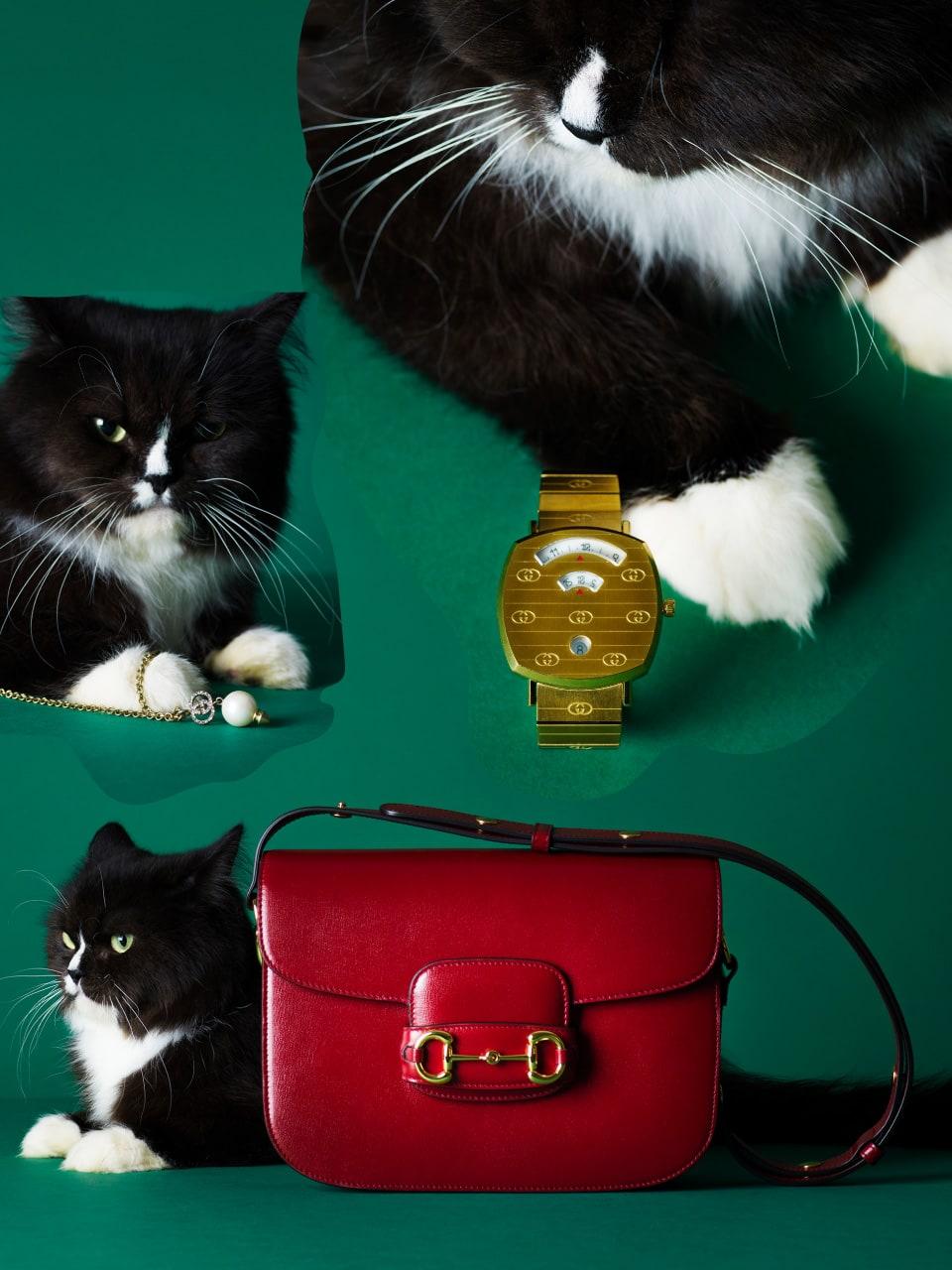 グッチのアイテムと猫