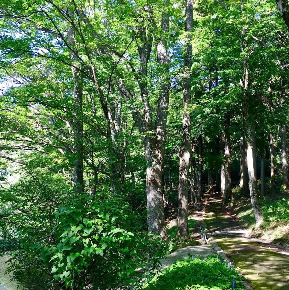 2019年のMYベスト。森林セラピーガイド、内藤記世さんが癒された森林BEST3 - Slide:3