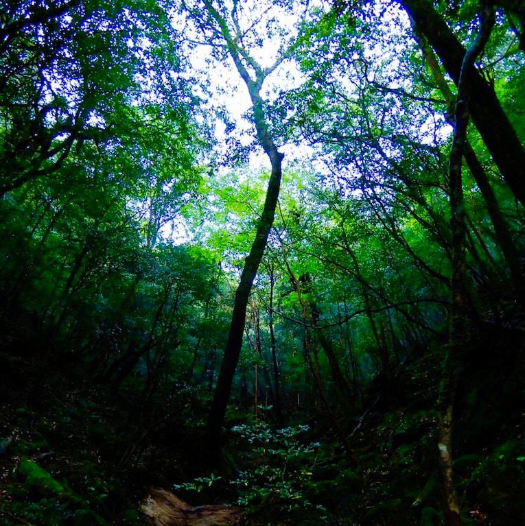 2019年のMYベスト。森林セラピーガイド、内藤記世さんが癒された森林BEST3 - Slide:2