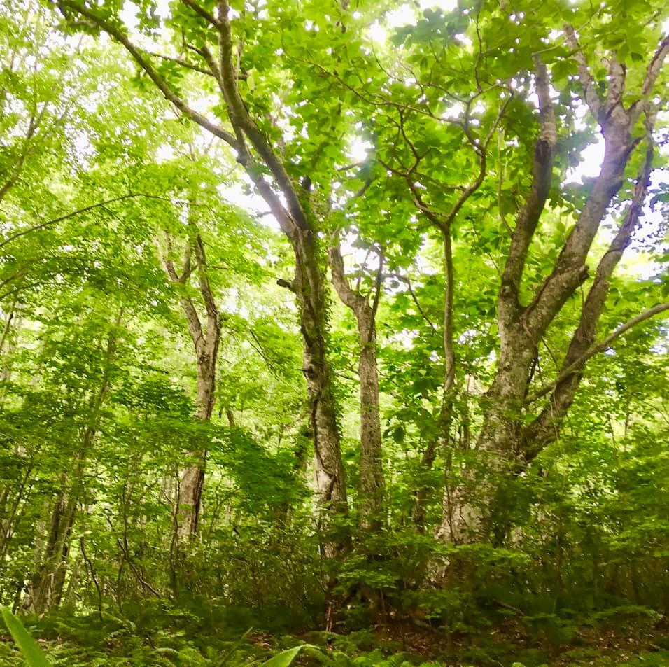2019年のMYベスト。森林セラピーガイド、内藤記世さんが癒された森林BEST3 - Slide:5