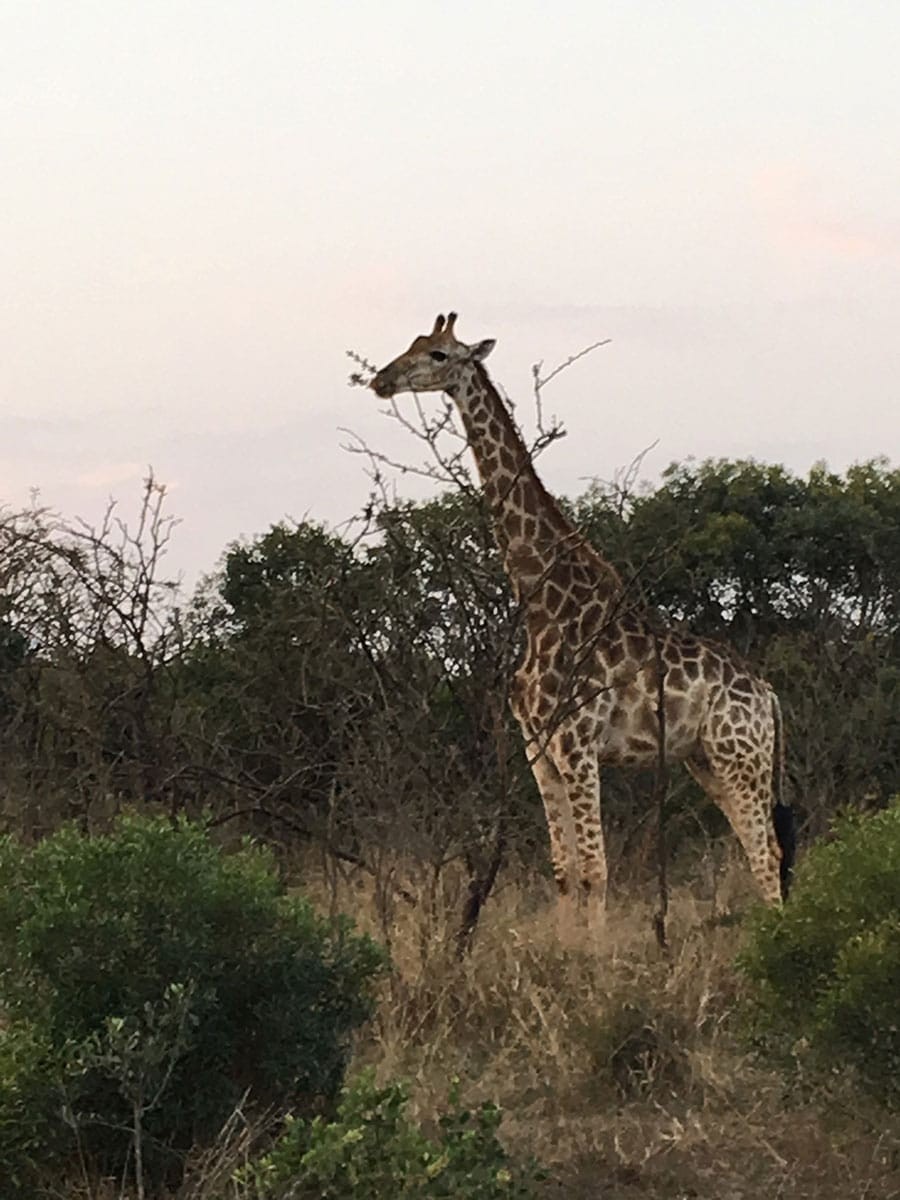 アフリカのキリン - Slide:8