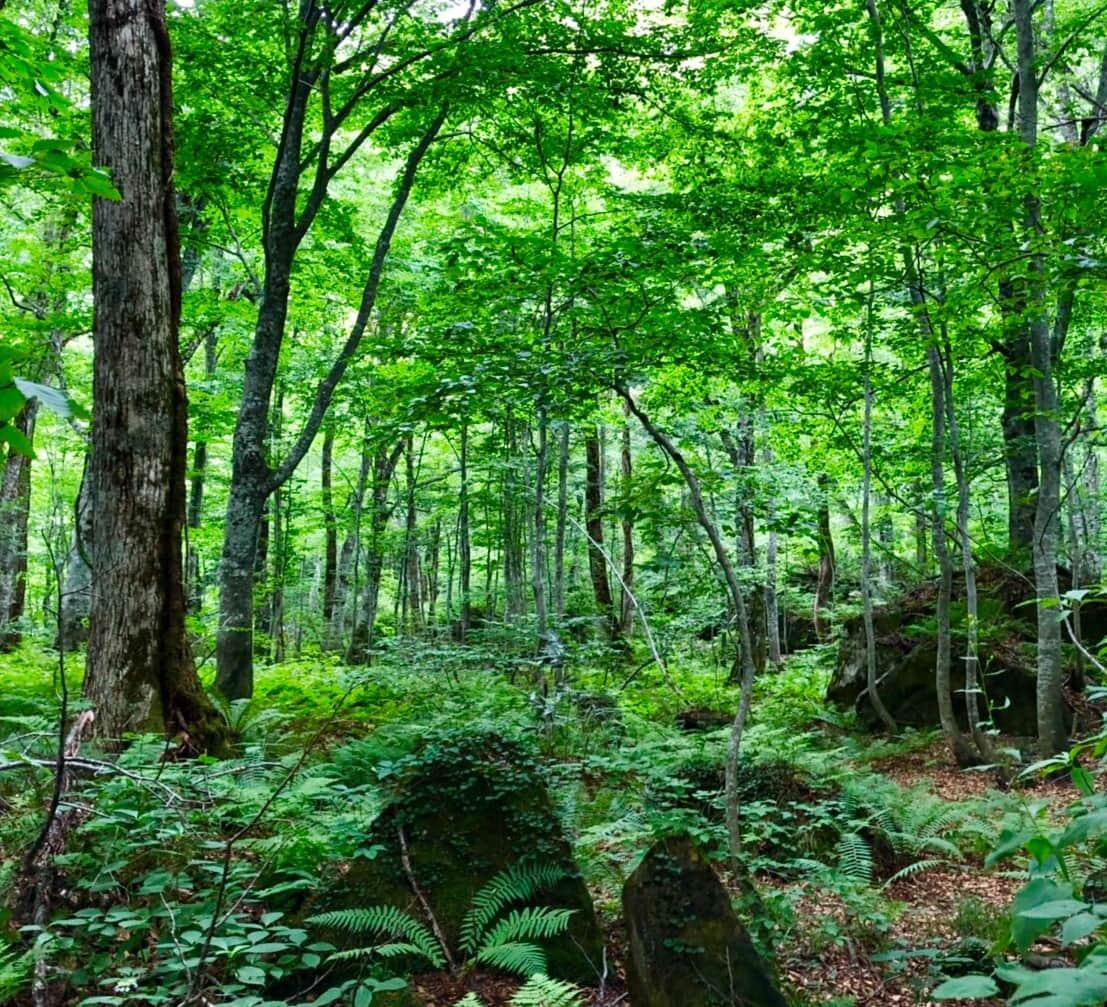 2019年のMYベスト。森林セラピーガイド、内藤記世さんが癒された森林BEST3 - Slide:1