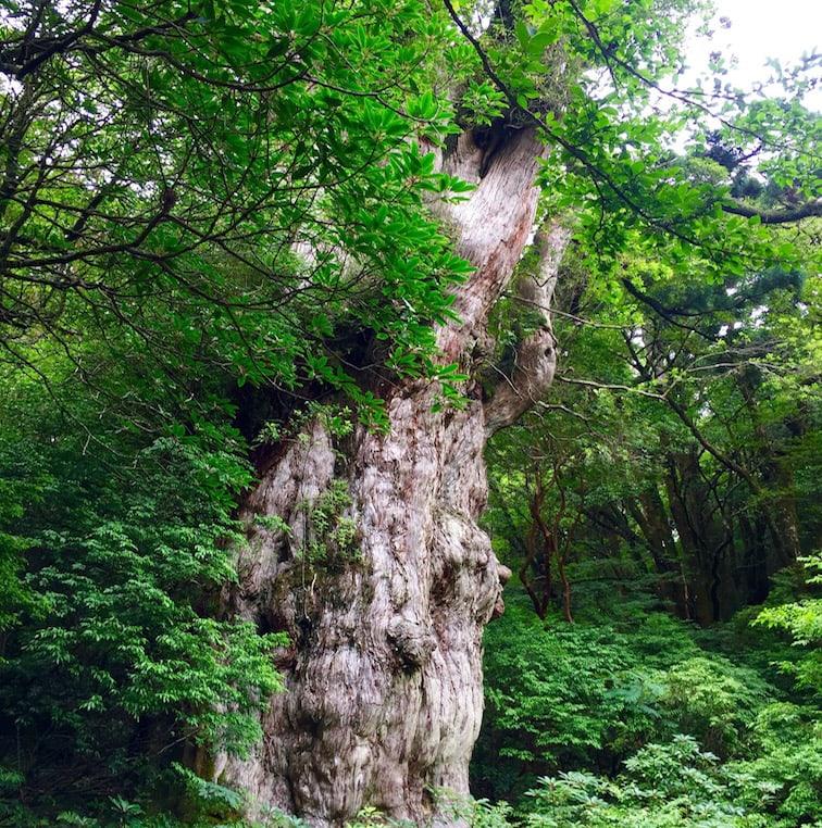 2019年のMYベスト。森林セラピーガイド、内藤記世さんが癒された森林BEST3 - Slide:3