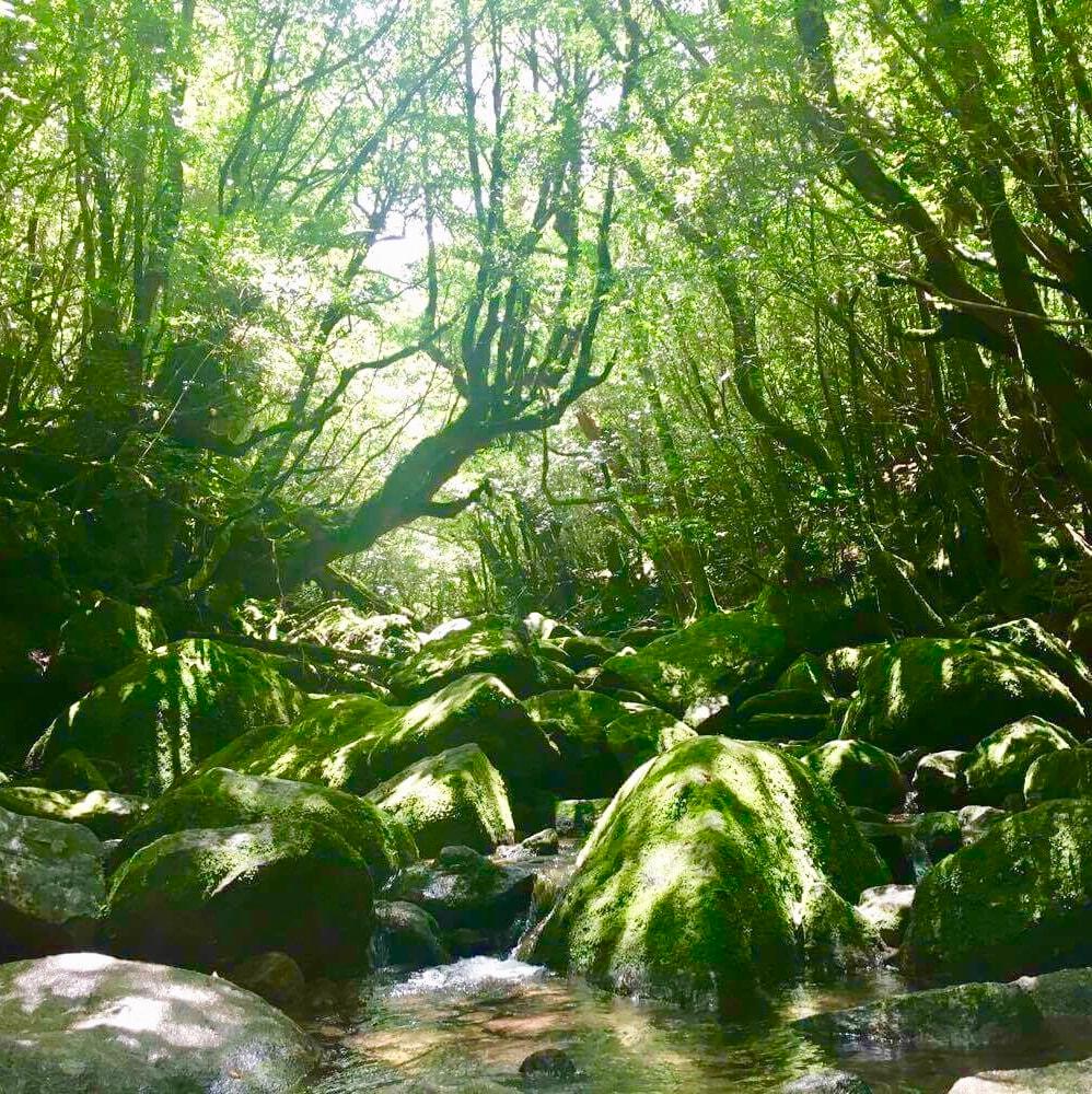 2019年のMYベスト。森林セラピーガイド、内藤記世さんが癒された森林BEST3 - Slide:4