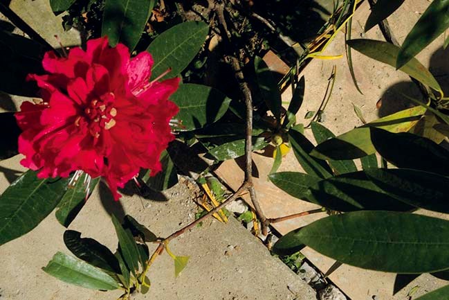 シャクナゲ - Slide:27