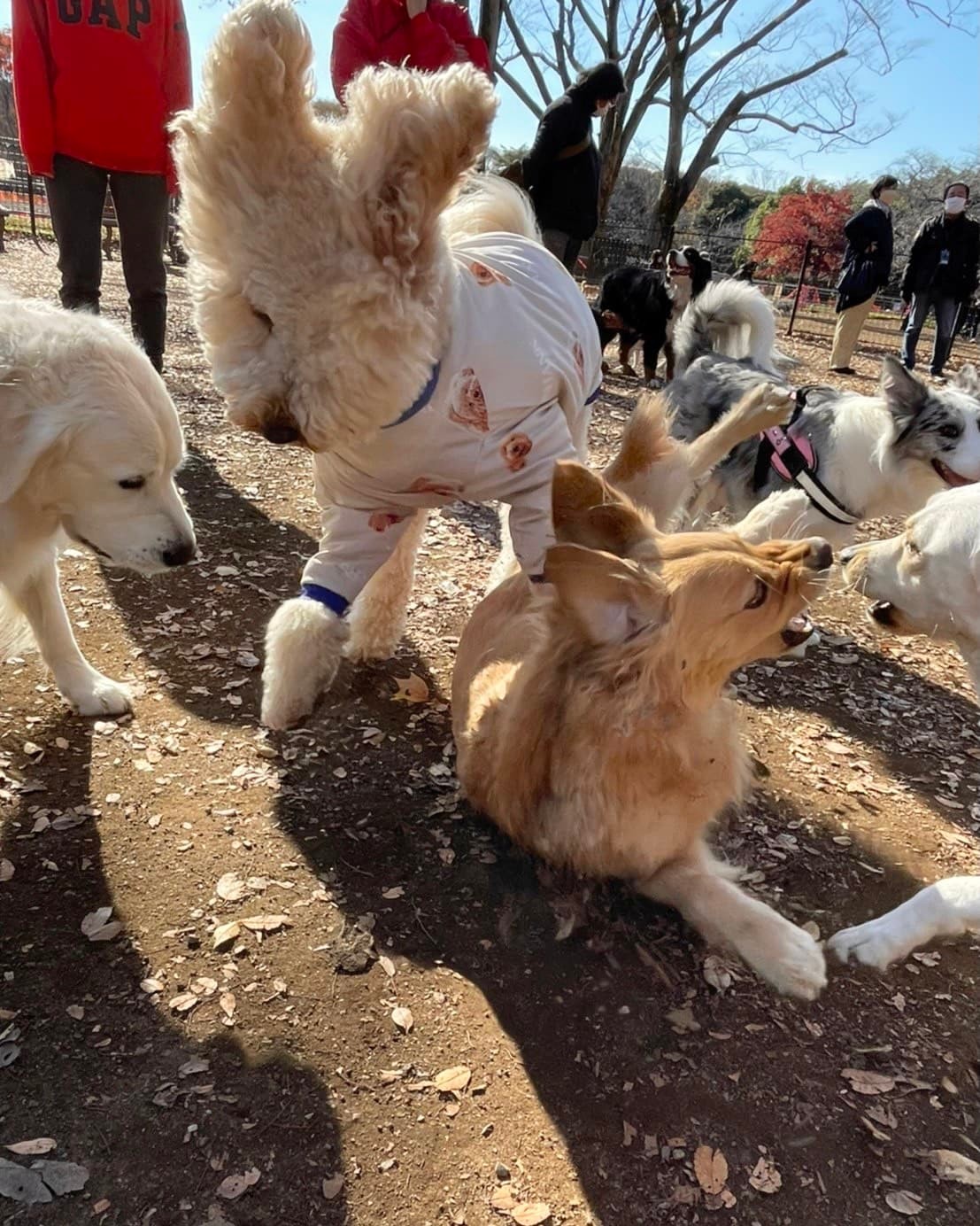 ドッグラン - Slide:2