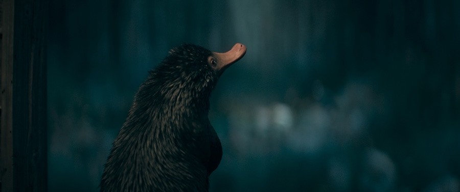 『ファンタスティック・ビーストとダンブルドアの秘密』 ミナリマ インタビュー - Slide:10