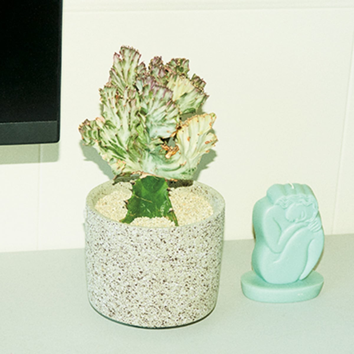 部屋 観葉植物 木本梨絵/クリエイティブディレクター - Slide:6