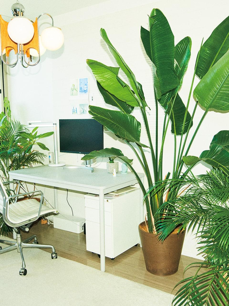 部屋 観葉植物 木本梨絵/クリエイティブディレクター