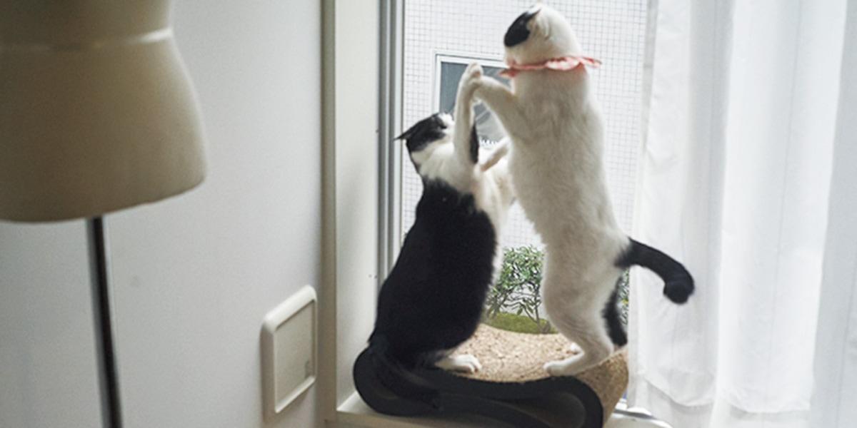 「クリーン、広々を保つのは2匹の 猫と仲良く暮らすための秘訣」【 TOKYO REAL LIFE vol.6 福嶋芽朗さん】 - Slide:11