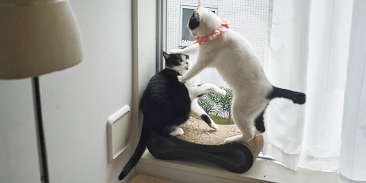 「クリーン、広々を保つのは2匹の 猫と仲良く暮らすための秘訣」【 TOKYO REAL LIFE vol.6 福嶋芽朗さん】 - Slide:10