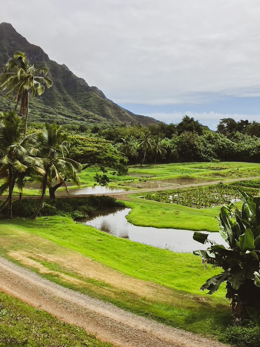 ライターYのハワイ通信|ハワイ|旅行 - Slide:1