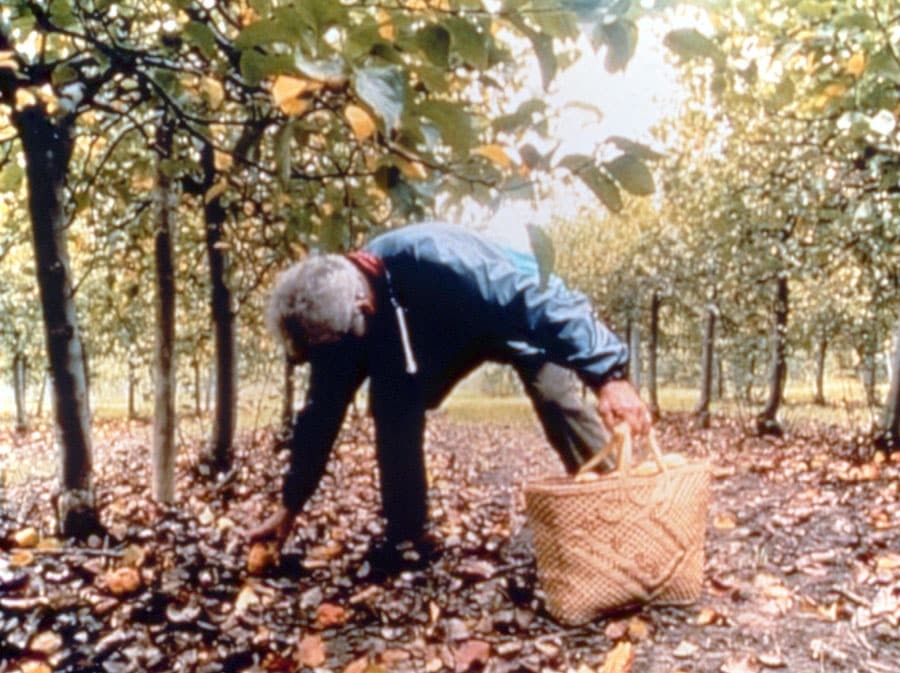 アニエス・ヴァルダ 映画 『落穂拾い』 - Slide:2