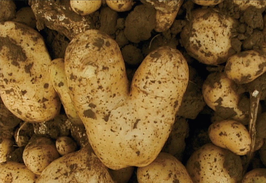 アニエス・ヴァルダ 映画 『落穂拾い』 - Slide:4