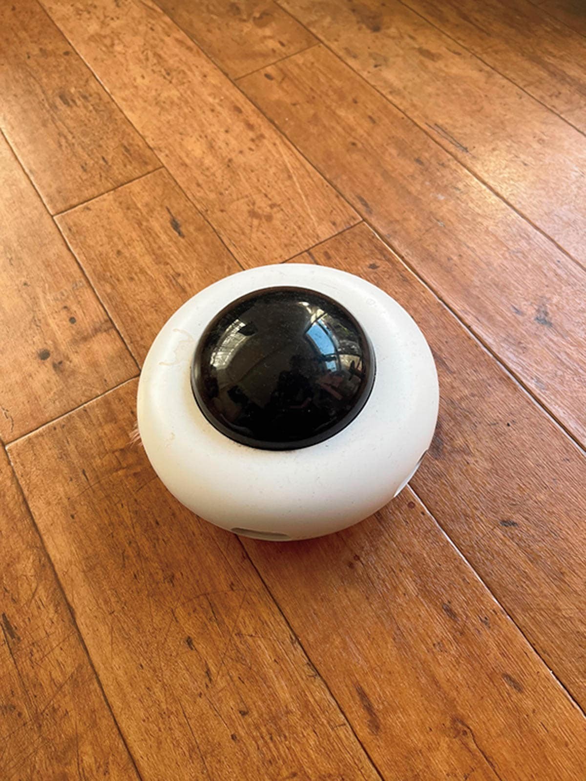 “ウチの子”の愛用品 vol.5 畠山千明&KIKA×ワサビ - Slide:1