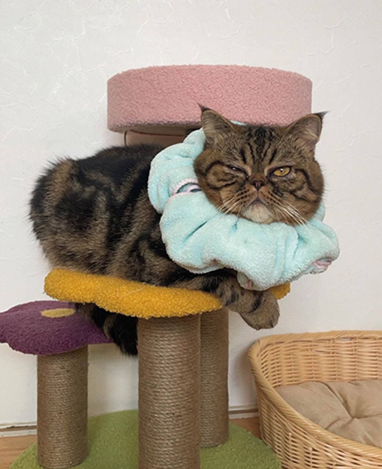 “ウチの子”の愛用品 vol.5 畠山千明&KIKA×ワサビ - Slide:3