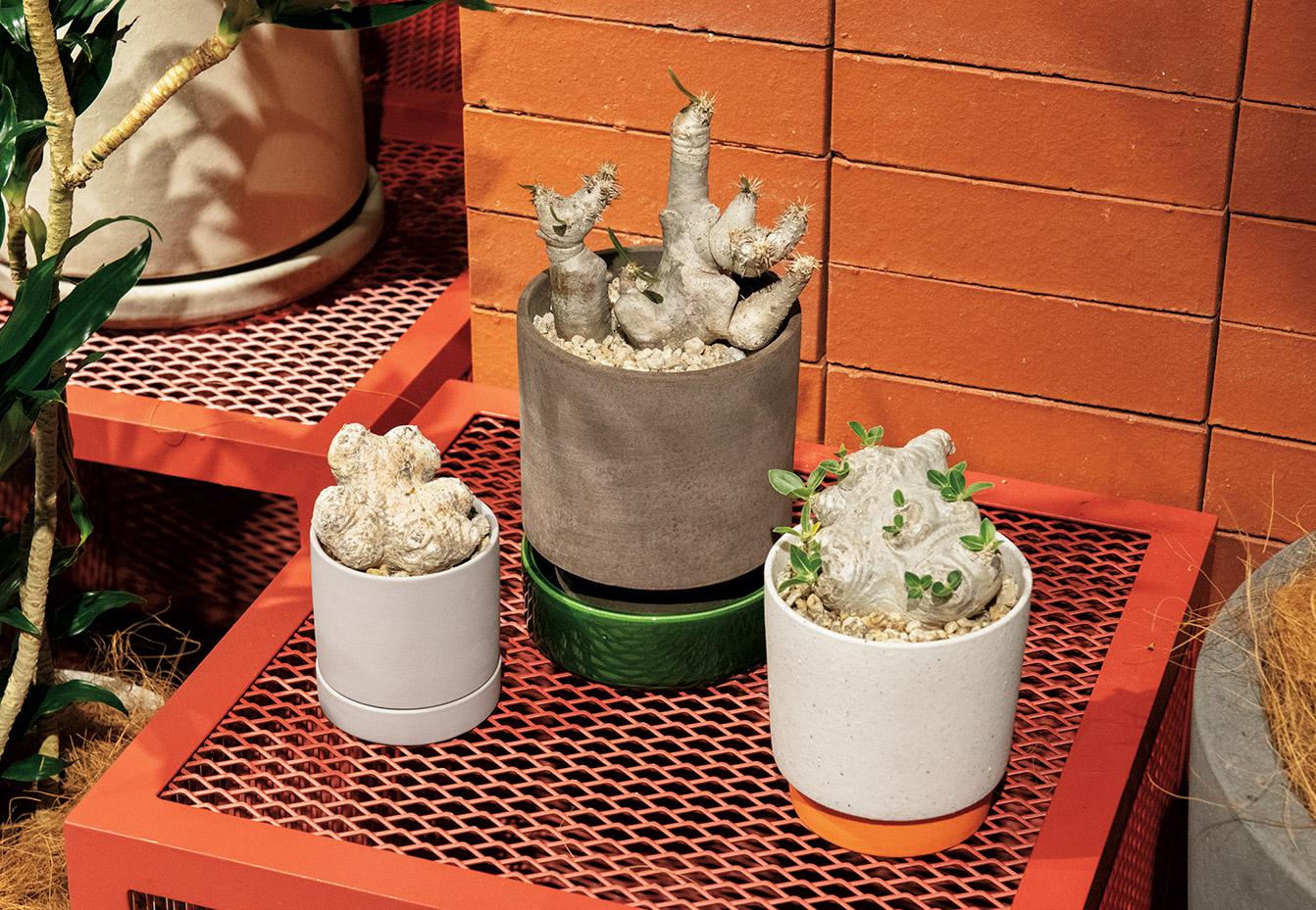 「SOLSO HOME DAIKANYAMA」置物としてもなじむ塊根植物