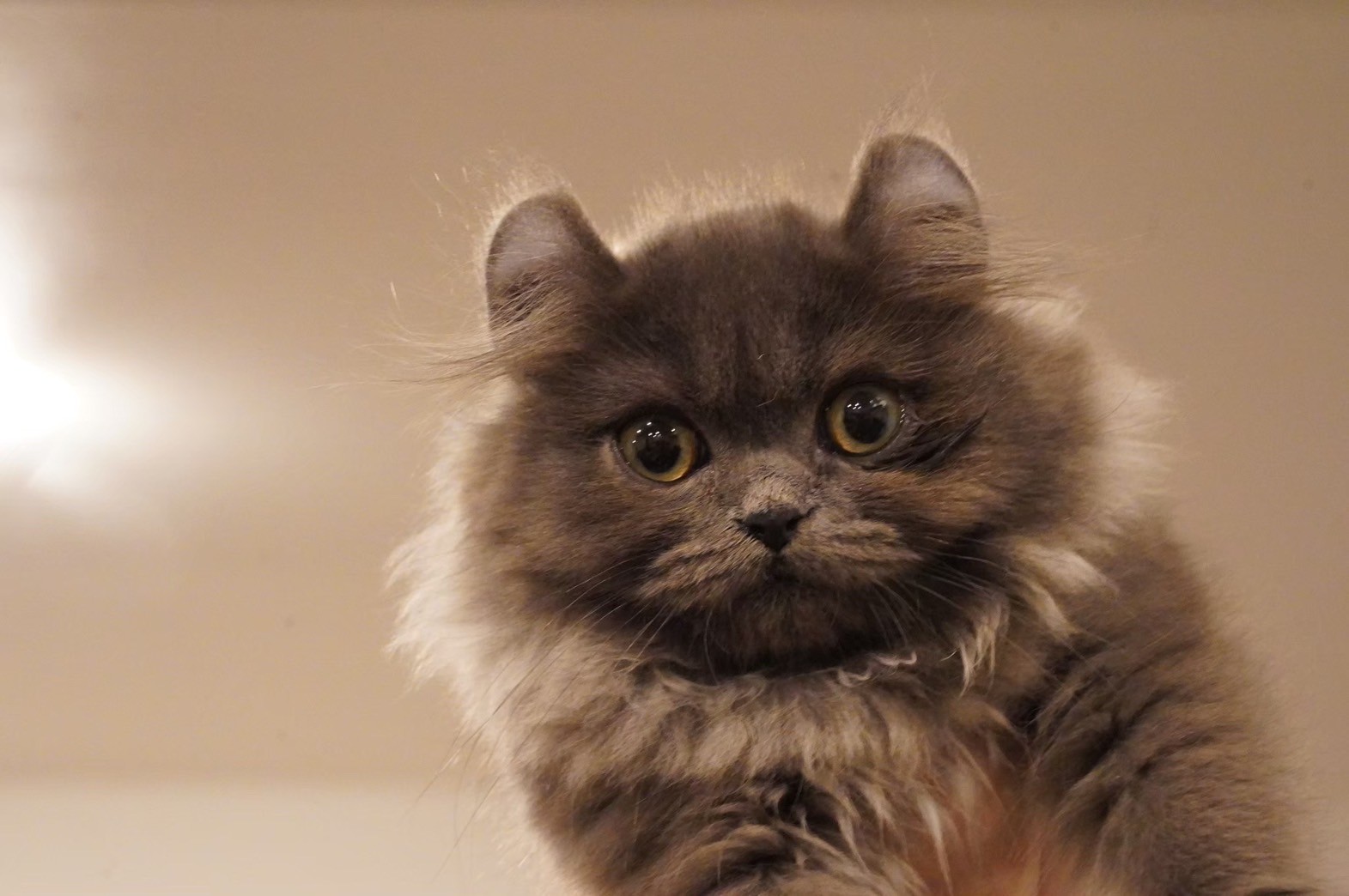 「ヤヨイ東京」が愛猫をスイーツにしてくれる! - Slide:3