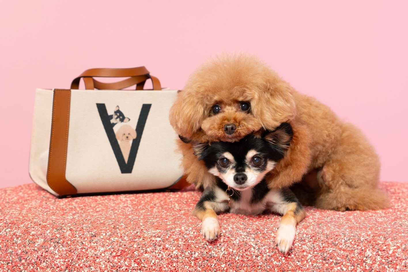 『ヴァレンティノ ガラヴァーニ “ロックスタッズ ペット”』が開催中 - Slide:3