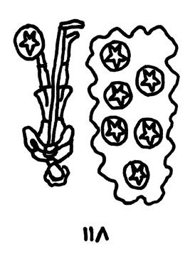 【しし座】Juicy☆「今月のえらい子ちゃん」へ 10月11日~11月11日