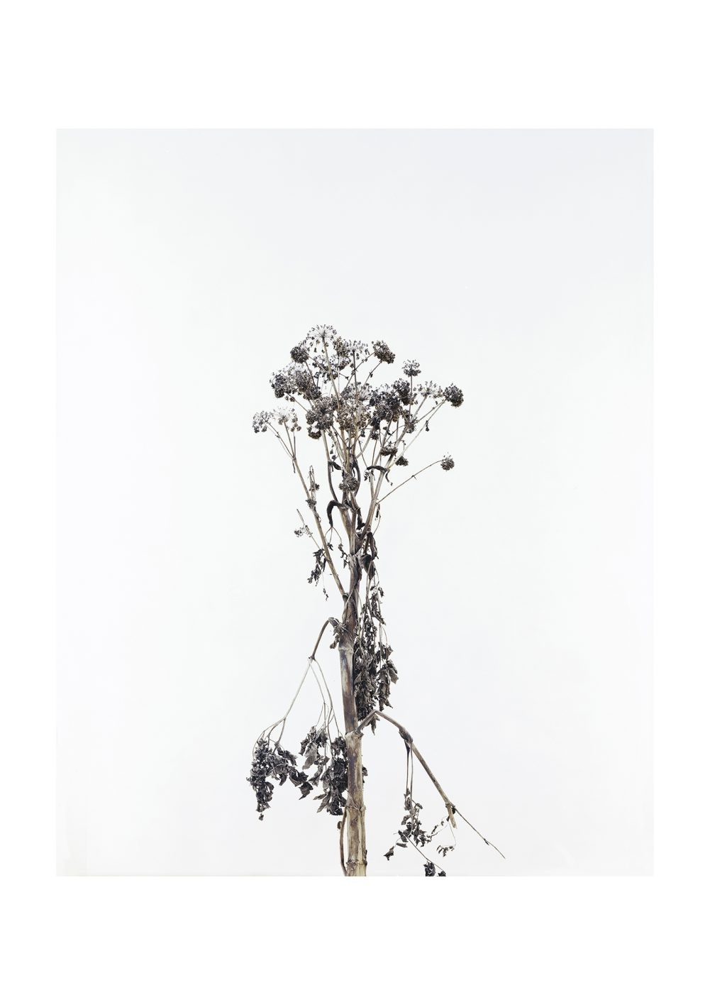 KYOTOGRAPHIE 2025 - Slide:4