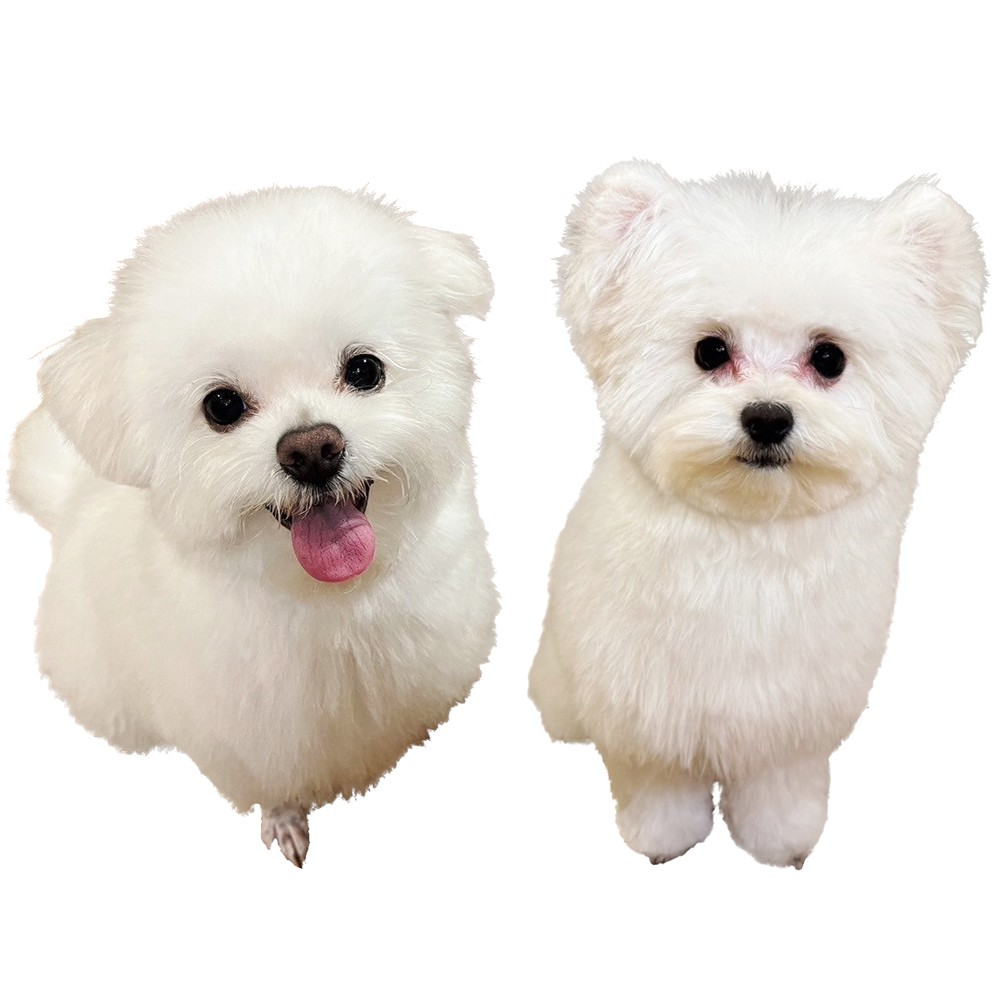 オーナー久間さんの愛犬、めんめん(左)、ぬいぬい(右)