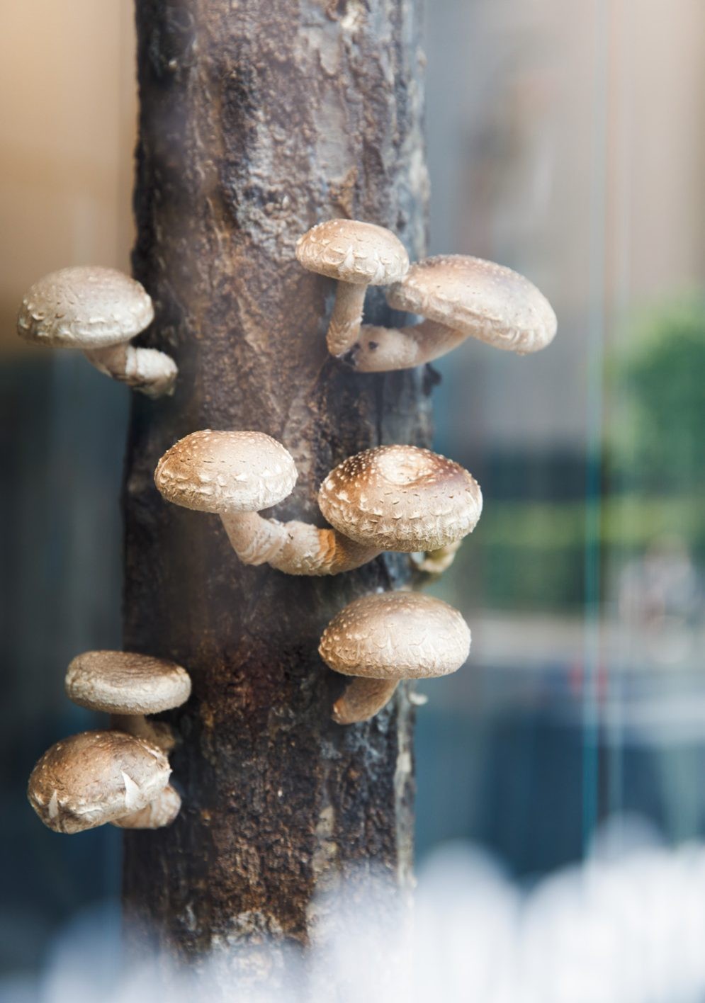 お店の中で栽培!?キノコが媒介する新コミュニティスペース - Slide:3