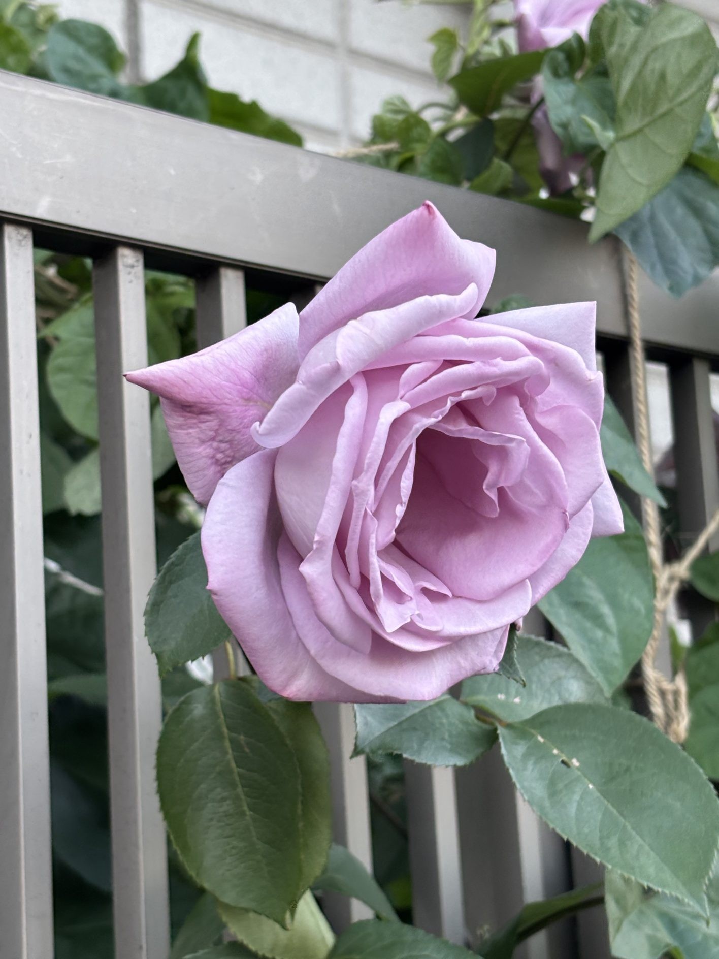 京都のお散歩で見つけた薔薇